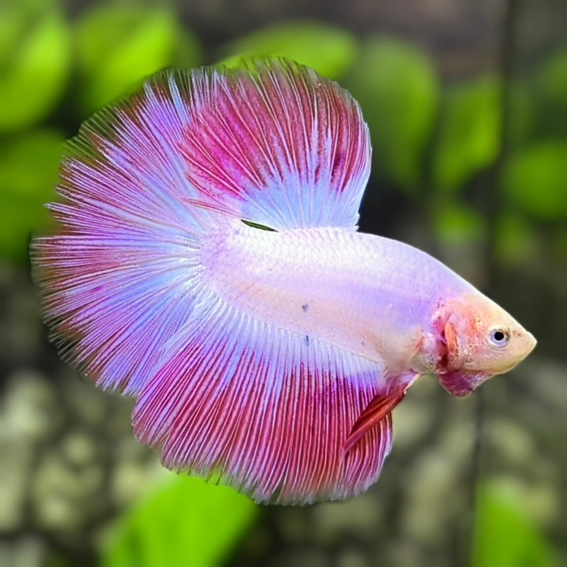 Pink Halfmoon Betta Fish Male #4