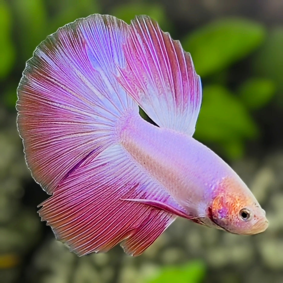 Pink Halfmoon Betta Fish Male #5