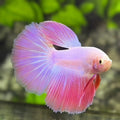 Pink Halfmoon Betta Fish Male #2