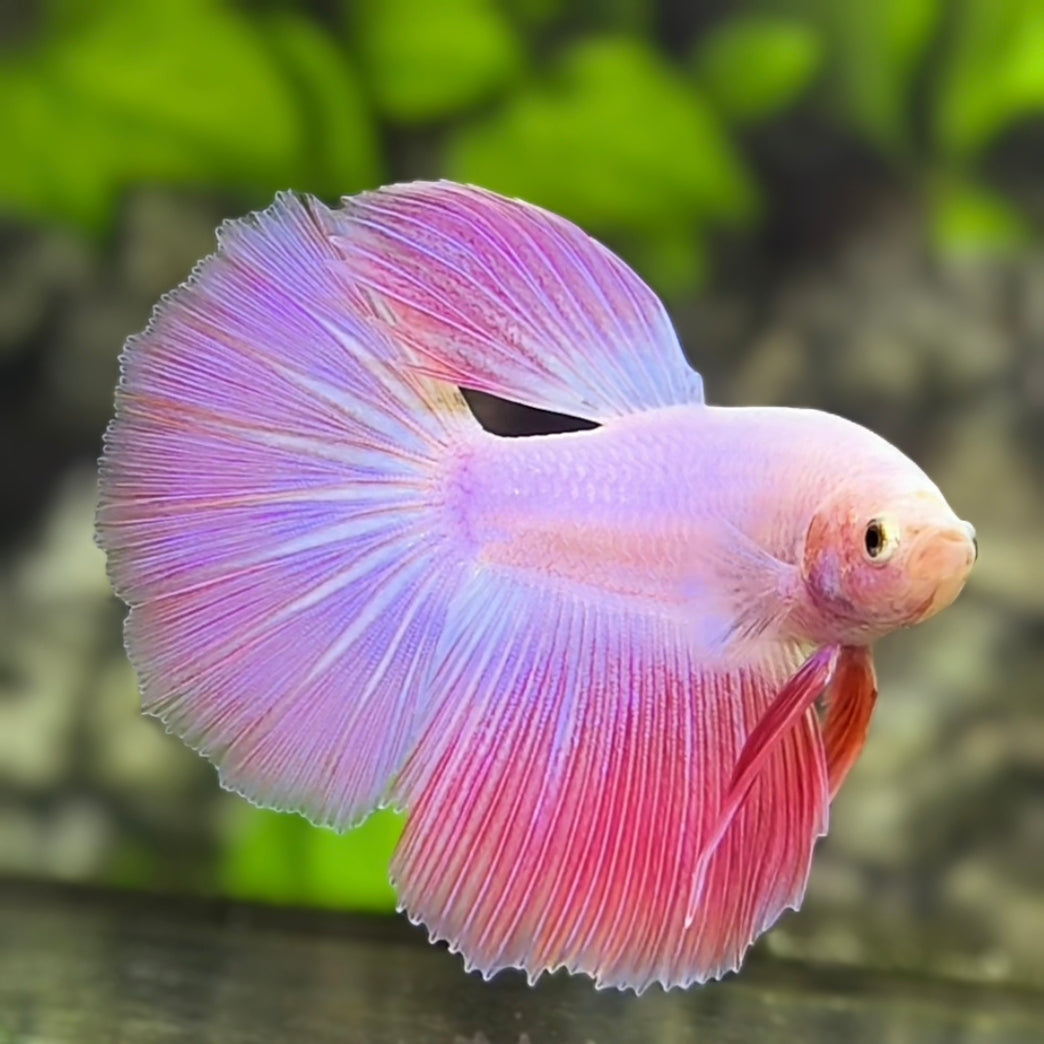 Pink Halfmoon Betta Fish Male #2
