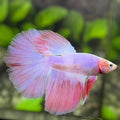 Pink Halfmoon Betta Fish Male #3