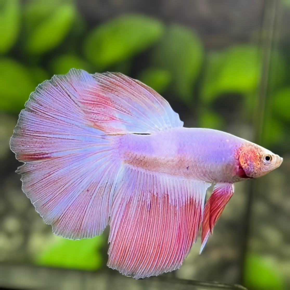 Pink Halfmoon Betta Fish Male #3