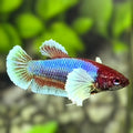 Salamander Butterfly Dumbo Ears HMPK Betta Fish Female For Sorority / Breed