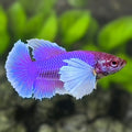 Purple Lavender Dumbo Ears HMPK Betta Fish Female For Sorority / Breed