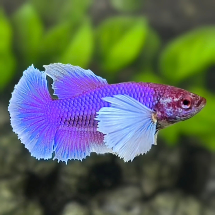 Purple Lavender Dumbo Ears HMPK Betta Fish Female For Sorority / Breed