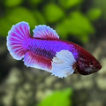Purple Lavender Butterfly Dumbo Ears HMPK Betta Fish Female For Sorority / Breed