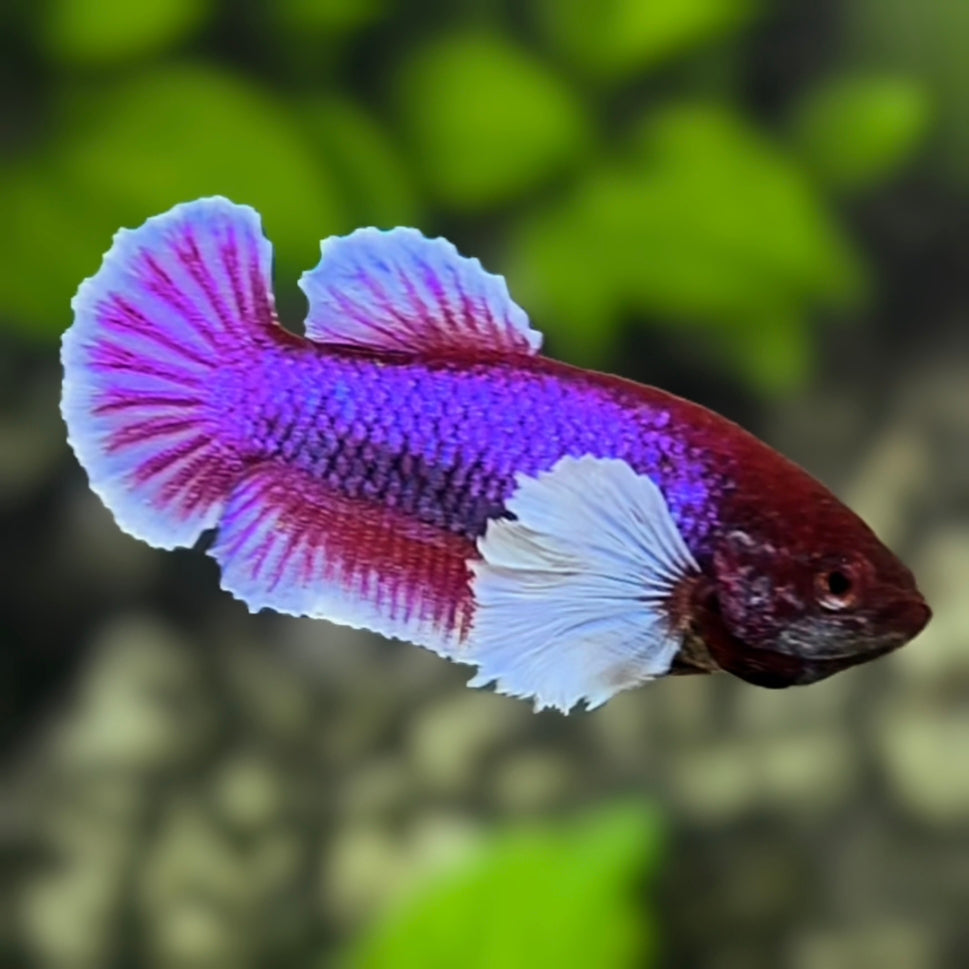 Purple Lavender Butterfly Dumbo Ears HMPK Betta Fish Female For Sorority / Breed