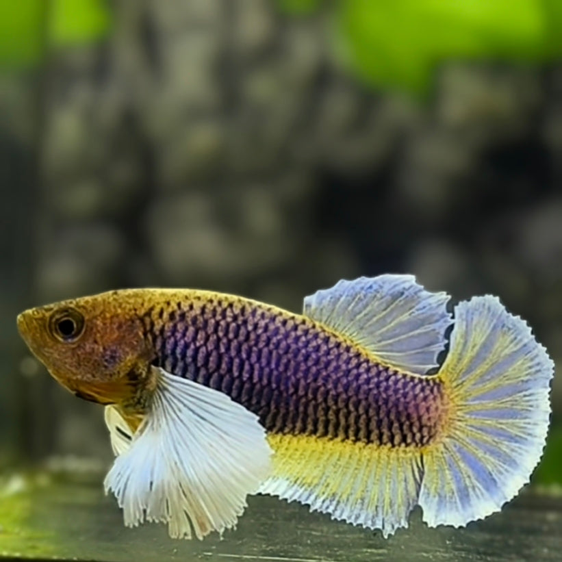 Purple Yellow Lavender Dumbo Ears HMPK Betta Fish Female For Sorority / Breed