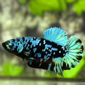 Avatar Blackstar Turquoise Green HMPK Betta Fish Female For Sorority / Breed