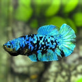 Avatar Green Turquoise HMPK Betta Fish Female For Sorority / Breed