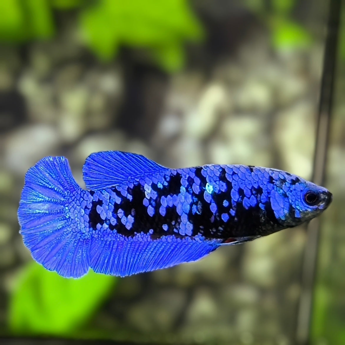 Avatar Blackstar Blue HMPK Betta Fish Female For Sorority / Breed