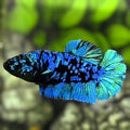 Avatar Green Turquoise HMPK Betta Fish Female For Sorority / Breed