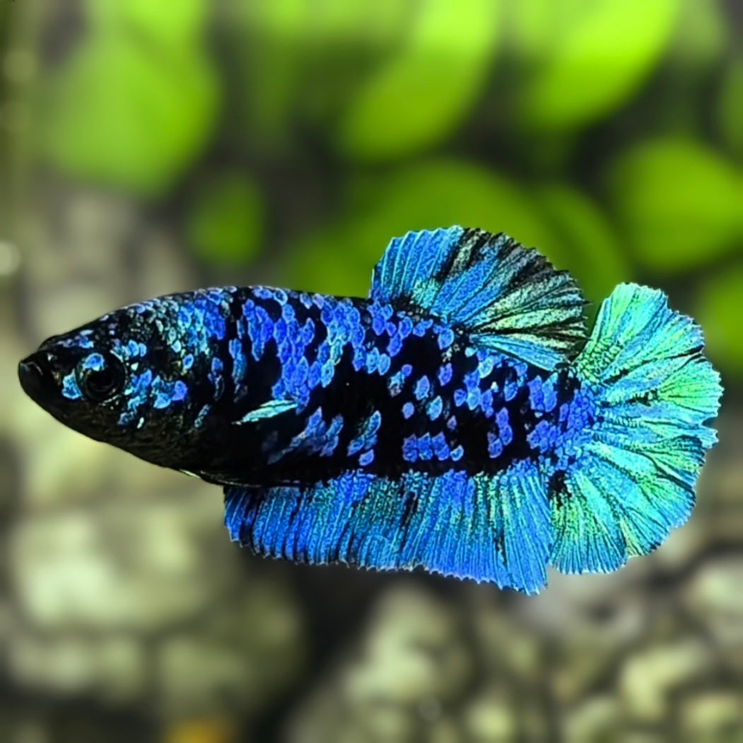 Avatar Green Turquoise HMPK Betta Fish Female For Sorority / Breed