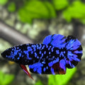Avatar Blackstar Blue Purple HMPK Betta Fish Female For Sorority / Breed