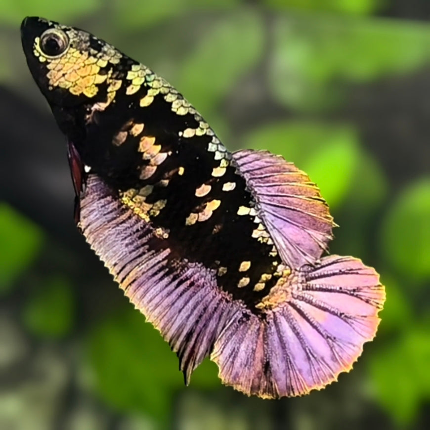 Avatar Blackstar Purple Copper Gold HMPK Betta Fish Female For Sorority / Breed