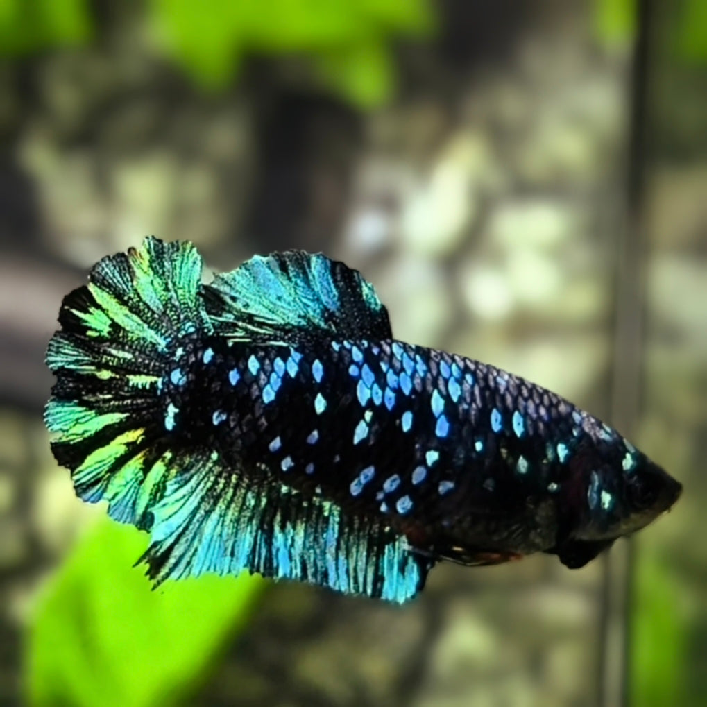 Avatar Blackstar Turquoise Green HMPK Betta Fish Female For Sorority / Breed