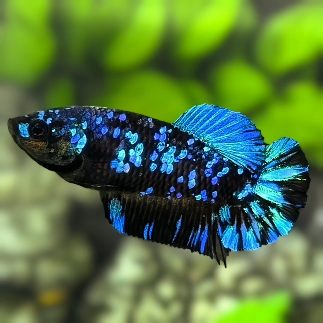 Avatar Blackstar Turquoise HMPK Betta Fish Female For Sorority / Breed