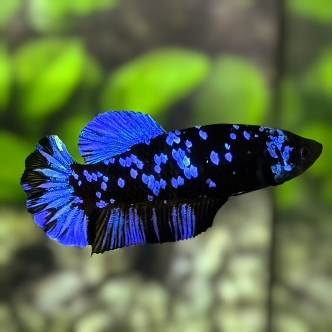 Avatar Blackstar Blue HMPK Betta Fish Female For Sorority / Breed