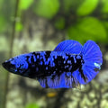 Avatar Blackstar Blue HMPK Betta Fish Female For Sorority / Breed