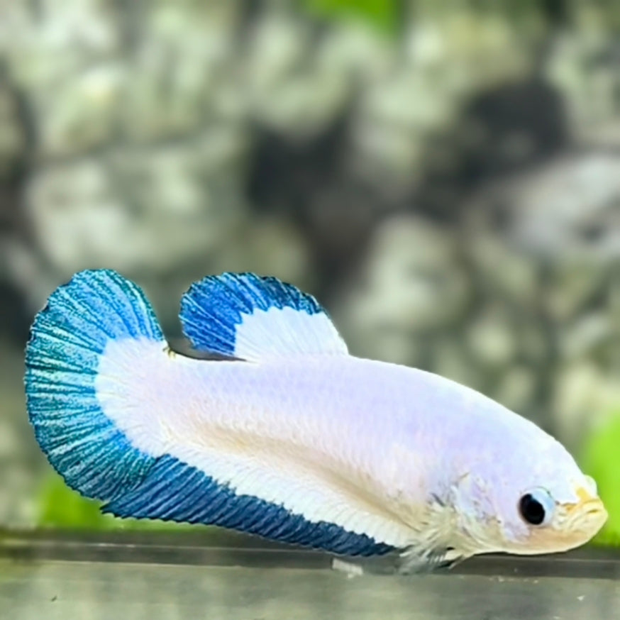 Turquoise Rim Butterfly Purple HMPK Betta Fish Female For Sorority / Breed