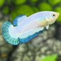Turquoise Rim Butterfly Purple HMPK Betta Fish Female For Sorority / Breed