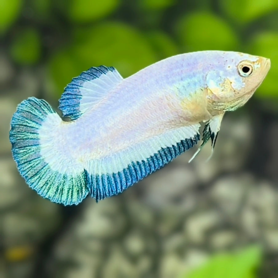 Turquoise Rim Butterfly Purple HMPK Betta Fish Female For Sorority / Breed