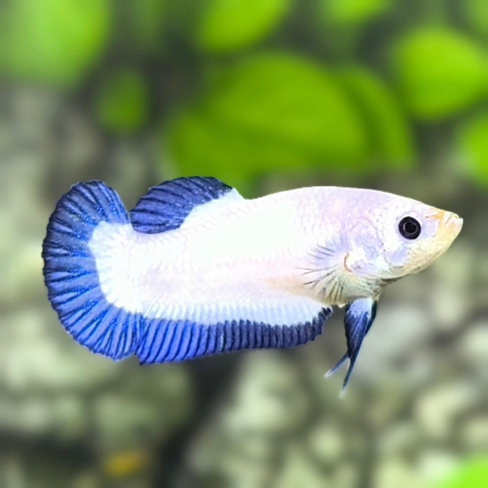 Blue Rim Butterfly Purple HMPK Betta Fish Female For Sorority / Breed