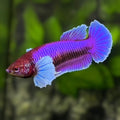 Purple Lavender Dumbo Ears HMPK Betta Fish Female For Sorority / Breed