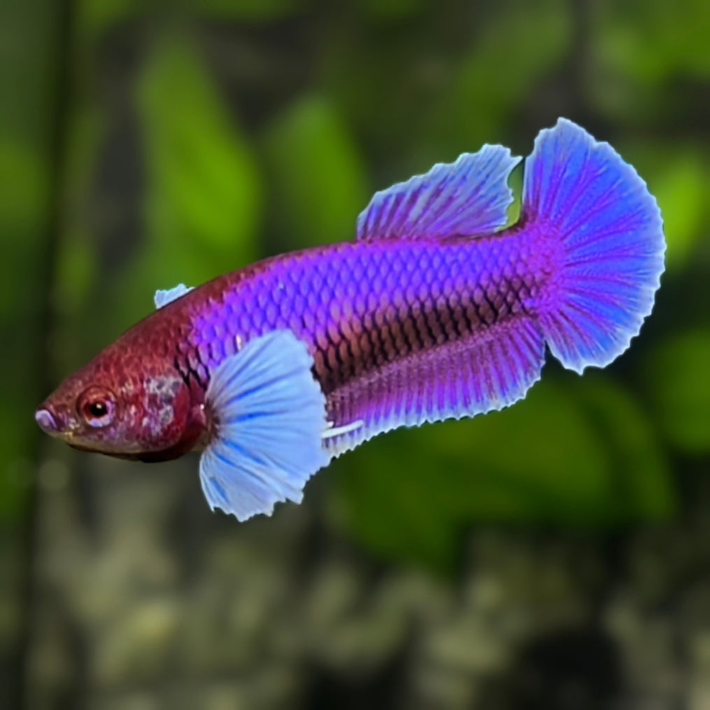 Purple Lavender Dumbo Ears HMPK Betta Fish Female For Sorority / Breed