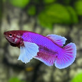 Purple Lavender Dumbo Ears HMPK Betta Fish Female For Sorority / Breed