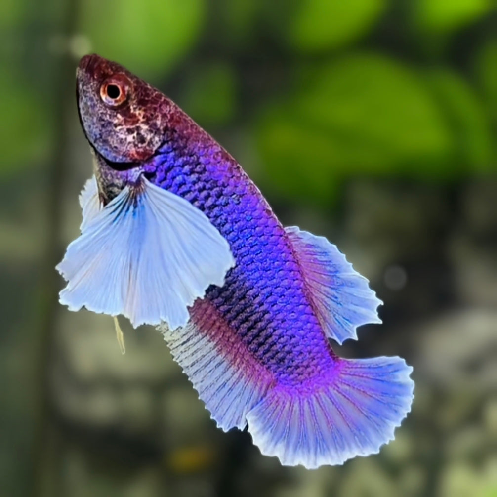 Purple Lavender Dumbo Ears HMPK Betta Fish Female For Sorority / Breed