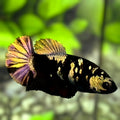 Avatar Blackstar Copper Gold HMPK Betta Fish Female For Sorority / Breed