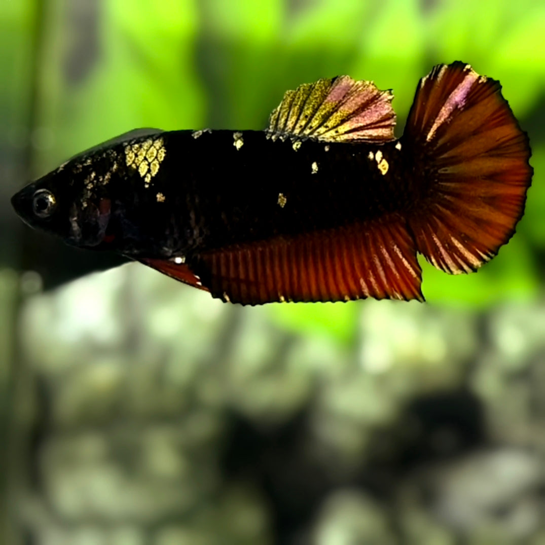 Avatar Blackstar Red Vampire Gold HMPK Betta Fish Female For Sorority / Breed