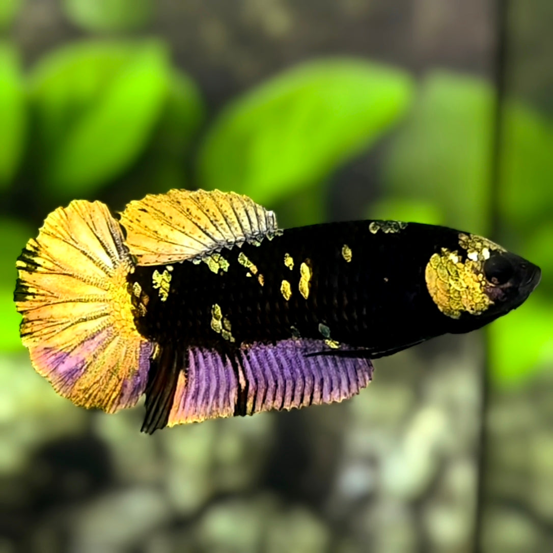 Avatar Blackstar Copper Purple Gold HMPK Betta Fish Female For Sorority / Breed