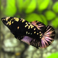 Avatar Blackstar Purple Copper Gold HMPK Betta Fish Female For Sorority / Breed