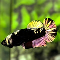 Avatar Black Light Copper Gold HMPK Betta Fish Female For Sorority / Breed