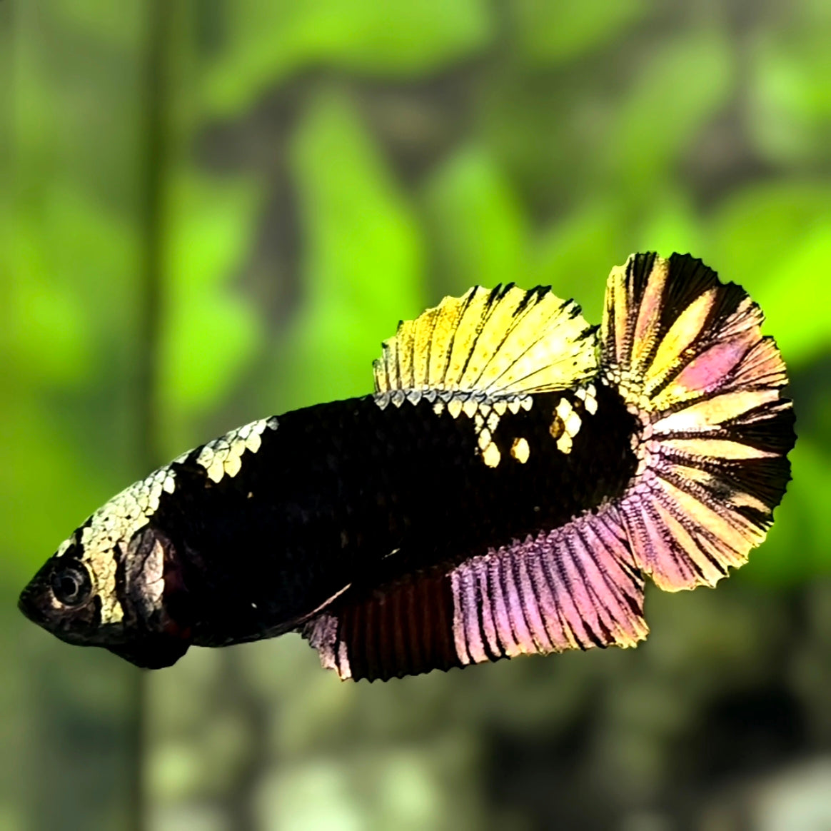 Avatar Black Light Copper Gold HMPK Betta Fish Female For Sorority / Breed