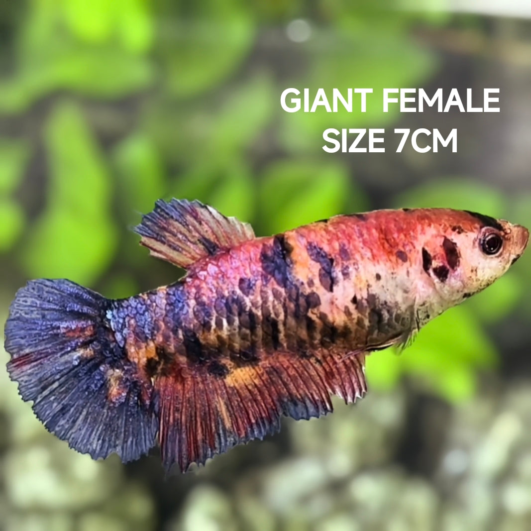 Multicolor Candy JUMBO GIANT HMPK Betta Fish Female