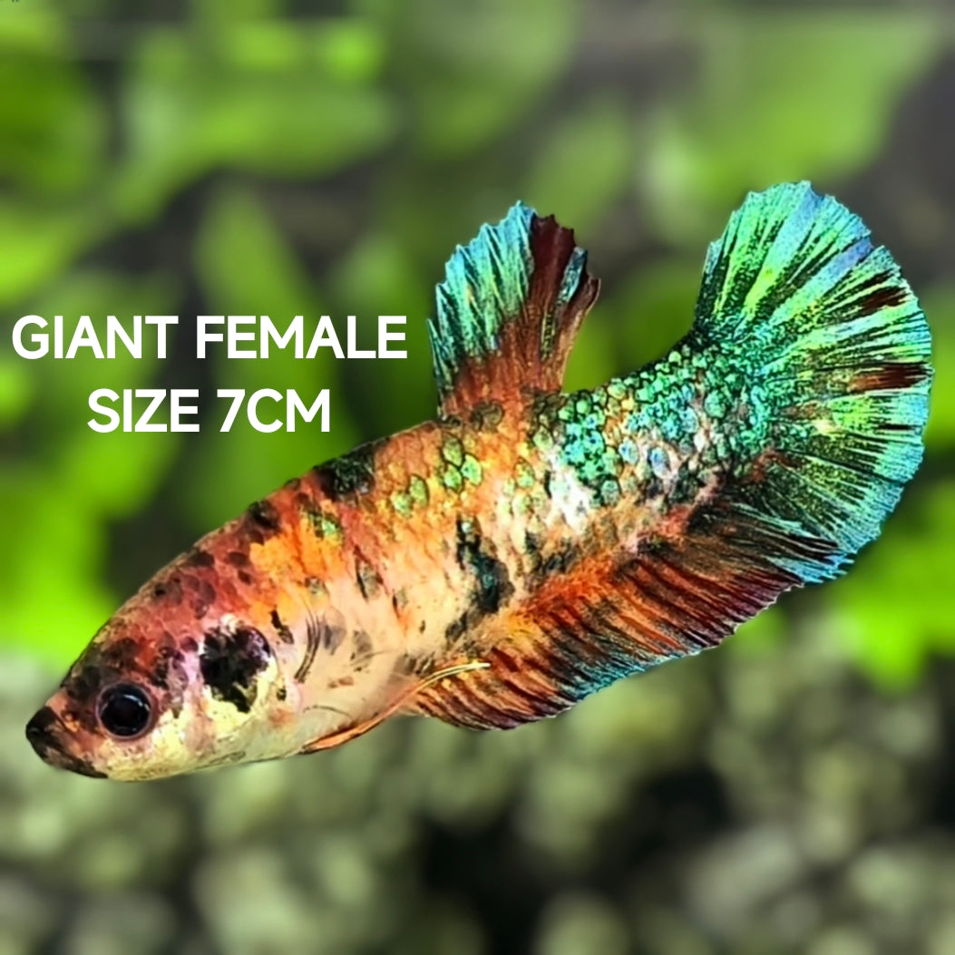 Multicolor Koi Green Metalic JUMBO GIANT HMPK Betta Fish Female