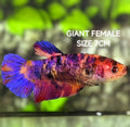 Multicolor Candy Galaxy JUMBO GIANT HMPK Betta Fish Female