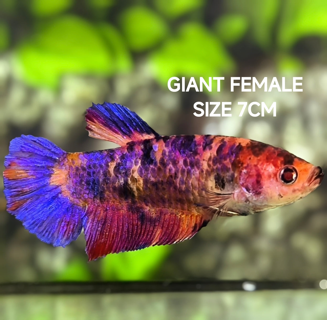 Multicolor Candy Galaxy JUMBO GIANT HMPK Betta Fish Female