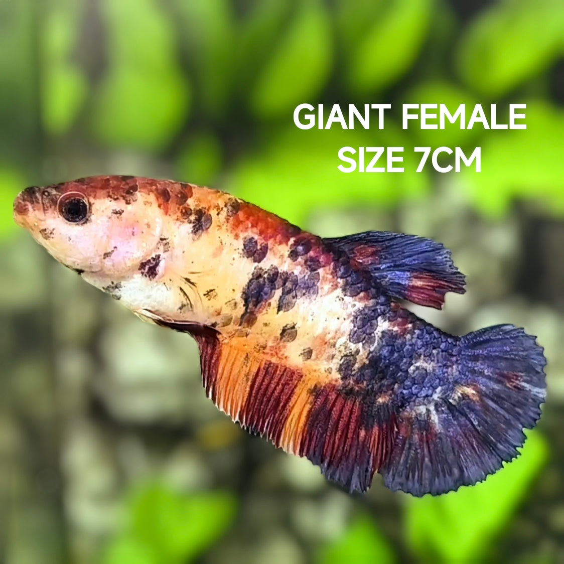 Multicolor Candy Galaxy JUMBO GIANT HMPK Betta Fish Female