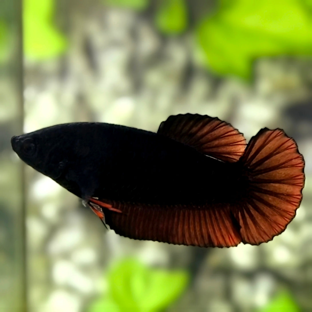 Black Light Red Devil HMPK Betta Fish Female For Sorority / Breed