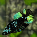 Avatar Blackstar Green HMPK Betta Fish Female For Sorority / Breed