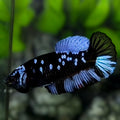 Avatar Blackstar Grey HMPK Betta Fish Female For Sorority / Breed