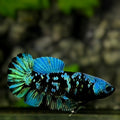 Avatar Blackstar Green Turquoise HMPK Betta Fish Female For Sorority / Breed