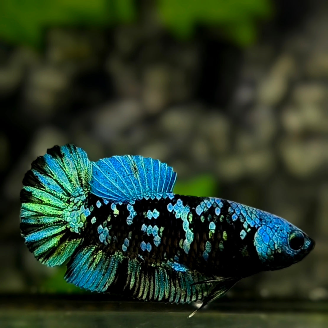 Avatar Blackstar Green Turquoise HMPK Betta Fish Female For Sorority / Breed