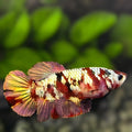 Red Koi Copper Gold Galaxy HMPK Betta Fish Female For Sorority / Breed #RKC