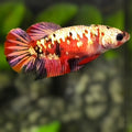 Red Koi Copper Gold Galaxy HMPK Betta Fish Female For Sorority / Breed #RKC