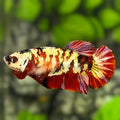 Red Koi Copper Gold Galaxy HMPK Betta Fish Female For Sorority / Breed #RKC
